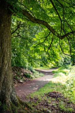 Ağaç ormandalları üzerinde eğildi.