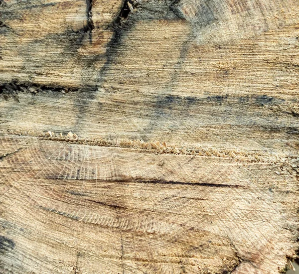 Textura de madera fondo. —  Fotos de Stock