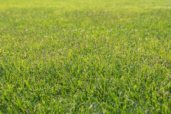 Grünrasen oder Fußballplatz. — Stockfoto