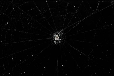 Web'in merkezinde Orman Örümceği.