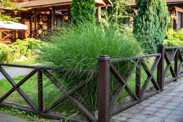 Arbusto decorativo en la cerca de la casa . —  Fotos de Stock