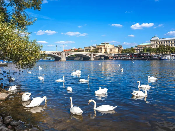 Cisnes en el río Moldava en la ciudad de Praga, República Checa . — Foto de Stock