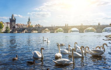Prag, Çek Cumhuriyeti kentinde Vltava Nehri üzerinde kuğu.