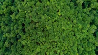 Dağ orman üzerinde uçan.