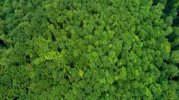 Survoler la forêt de montagne .