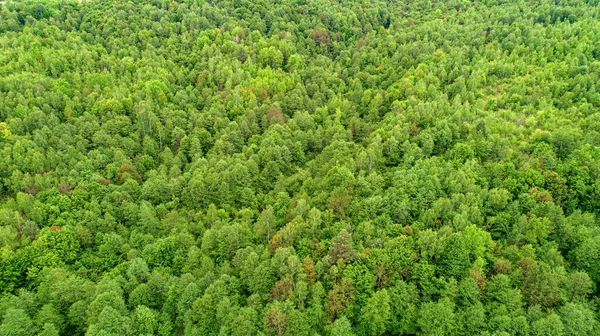 Fresh forest from above.