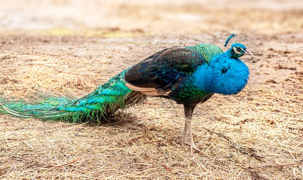 Hermoso pavo real azul en una granja — Foto de Stock