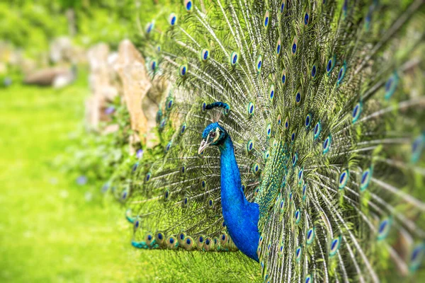 Hermoso pavo real azul en una granja — Foto de Stock