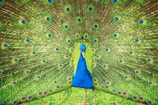 Hermoso pavo real azul en una granja — Foto de Stock