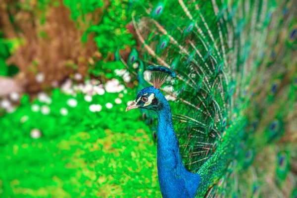 Hermoso pavo real azul en una granja — Foto de Stock