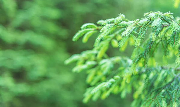 Spruce branches background. — Stock Photo, Image