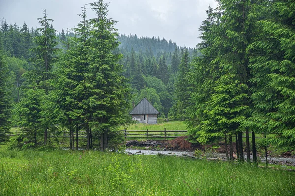 Antigua casa de madera en el bosque —  Fotos de Stock