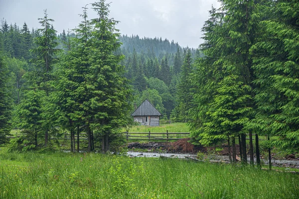 Velha casa de madeira na floresta — Fotografia de Stock