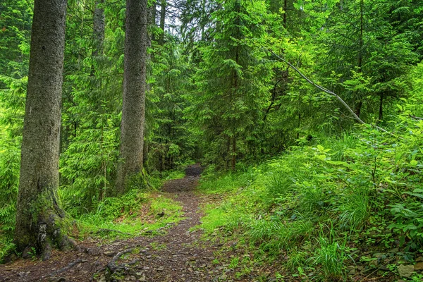 Зеленый красивый лес после дождя . — стоковое фото