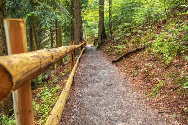 Paseo para turistas en un bosque de coníferas verdes después de la lluvia. Cárpatos . — Foto de Stock