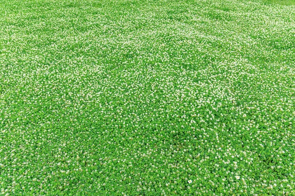 Florescendo grama verde como um fundo abstrato . — Fotografia de Stock