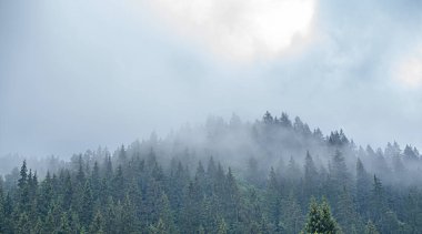 Karpatlar. Spruce vahşi ormanı. Dağlardaki bulutlu havada köknar ağaçlarından oluşan sık bir orman..