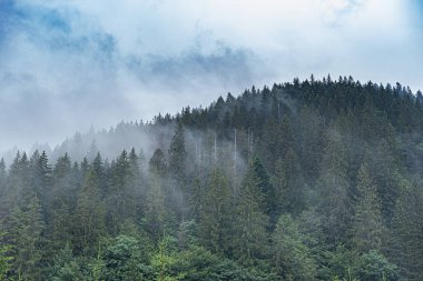 Karpatlar. Spruce vahşi ormanı. Dağlardaki bulutlu havada köknar ağaçlarından oluşan sık bir orman..