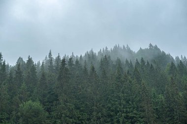 Karpatlar. Spruce vahşi ormanı. Dağlardaki bulutlu havada köknar ağaçlarından oluşan sık bir orman..