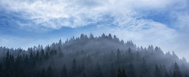 Karpatlar. Spruce vahşi ormanı. Dağlardaki bulutlu havada köknar ağaçlarından oluşan sık bir orman..