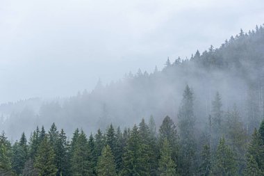 Karpatlar. Spruce vahşi ormanı. Dağlardaki bulutlu havada köknar ağaçlarından oluşan sık bir orman..