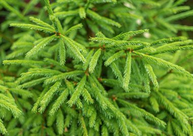 Ladin dalları arka plan.