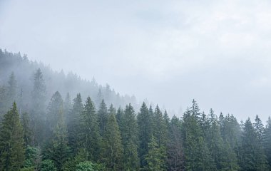 Karpatlar. Spruce vahşi ormanı. Dağlardaki bulutlu havada köknar ağaçlarından oluşan sık bir orman..