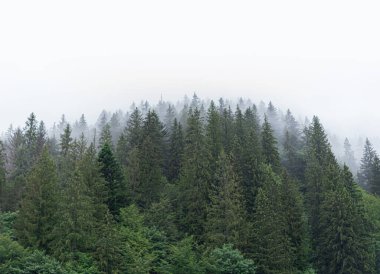 Karpatlar. Spruce vahşi ormanı. Dağlardaki bulutlu havada köknar ağaçlarından oluşan sık bir orman..