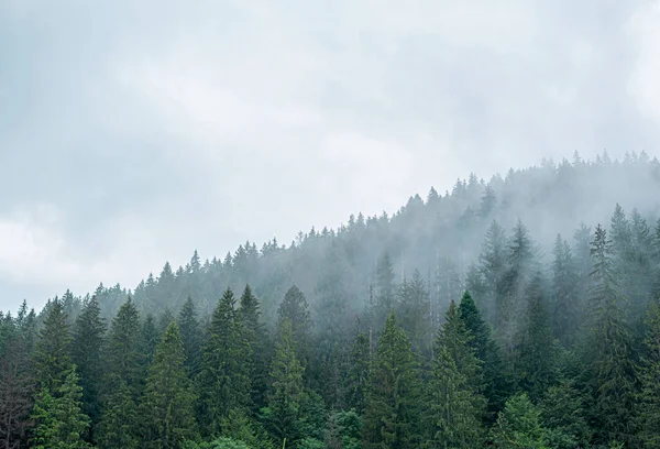 喀尔巴阡山脉云杉野生森林。多云的山中一片茂密的冷杉林. — 图库照片