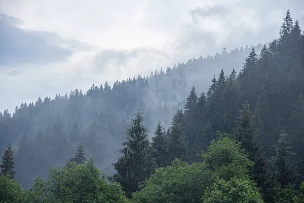 Karpaten. Fichtenwildwald. Ein dichter Tannenwald bei trübem Wetter in den Bergen. — Stockfoto