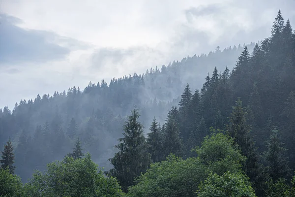 Karpaty. Dziki las świerkowy. Gęsty las jodłowych drzew w pochmurną pogodę w górach. — Zdjęcie stockowe