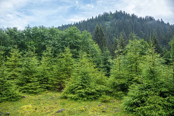 Weihnachtsbäume im Bergwald. — Stockfoto