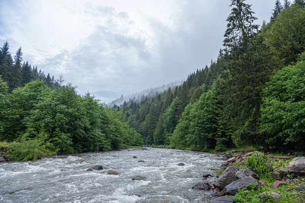 Rio de montanha no fundo de uma floresta. — Fotografia de Stock