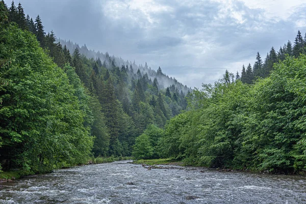 Rio de montanha no fundo de uma floresta. — Fotografia de Stock