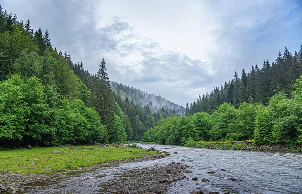 Gebirgsfluss im Hintergrund eines Waldes. — Stockfoto