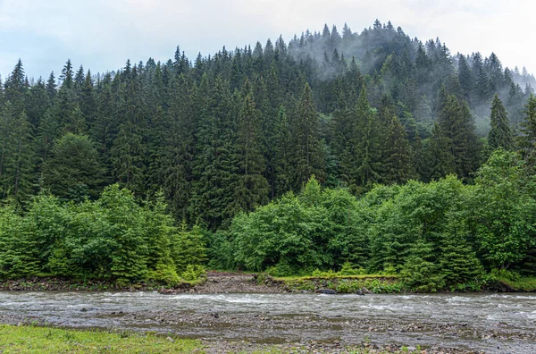Bergrivier op de achtergrond van een bos. — Stockfoto