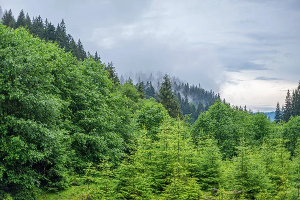 Kerstbomen in het bergwoud. — Stockfoto