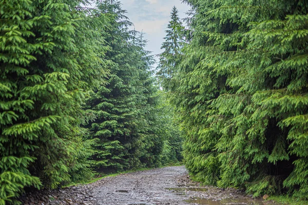 Старая каменная дорога в лесу. — стоковое фото