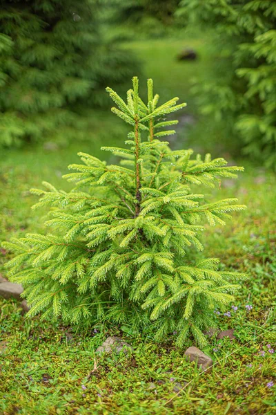 Christmas trees in the mountain forest. — Stock Photo, Image