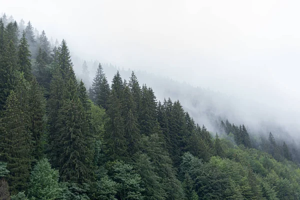 喀尔巴阡山脉云杉野生森林。多云的山中一片茂密的冷杉林. — 图库照片
