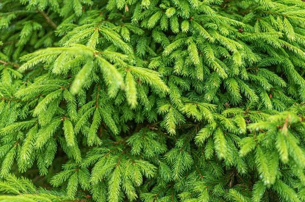 Spruce branches background. — Stock Photo, Image