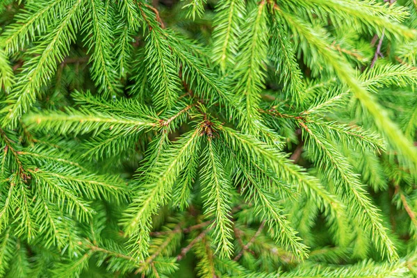 Spruce branches background. — Stock Photo, Image