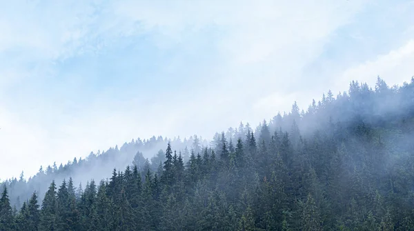 Karpaten. Een sparrenbos. Een dicht bos van dennenbomen bij bewolkt weer in de bergen. — Stockfoto