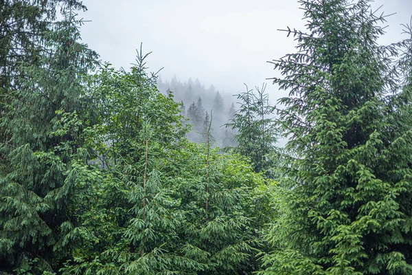 Karpaty. Spruce wild forest. Hustý les jedlí za oblačného počasí v horách. — Stock fotografie