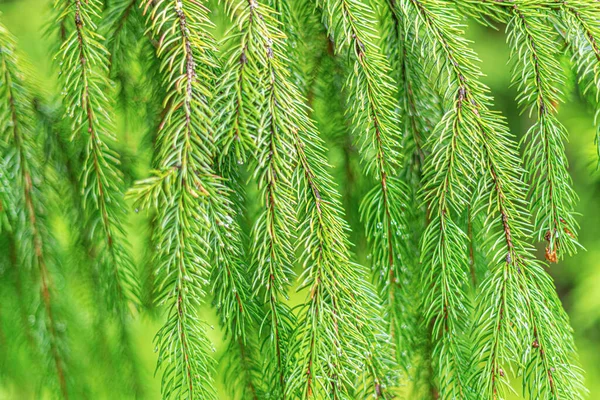Spruce branches background. — Stock Photo, Image