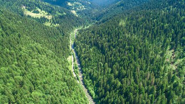 Orman ve nehir kuş bakışı. İHA 'dan fotoğraf..