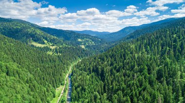 Arka planda güzel çam ağaçları yüksek dağlarda.
