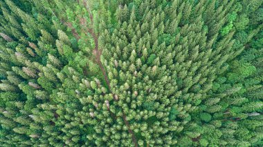 Kuş bakışı bakışıyla Ladin dağ ormanı. İHA 'dan fotoğraf..