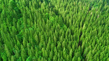 Kuş bakışı bakışıyla Ladin dağ ormanı. İHA 'dan fotoğraf..