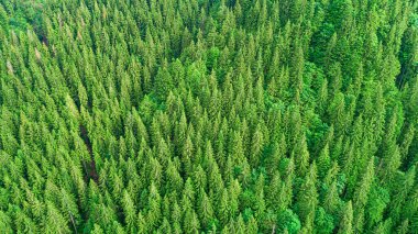 Kuş bakışı bakışıyla Ladin dağ ormanı. İHA 'dan fotoğraf..